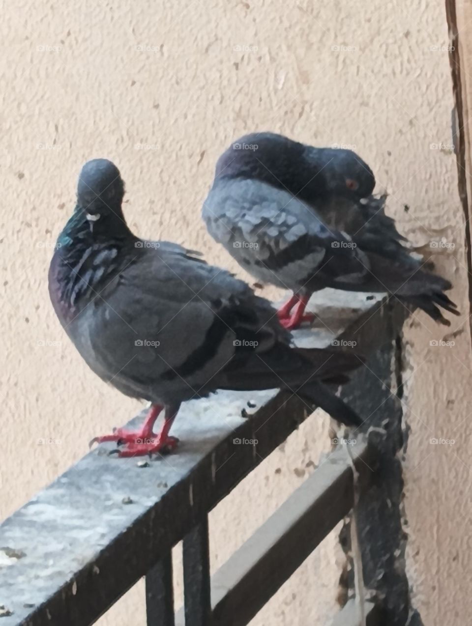 Pigeon s
