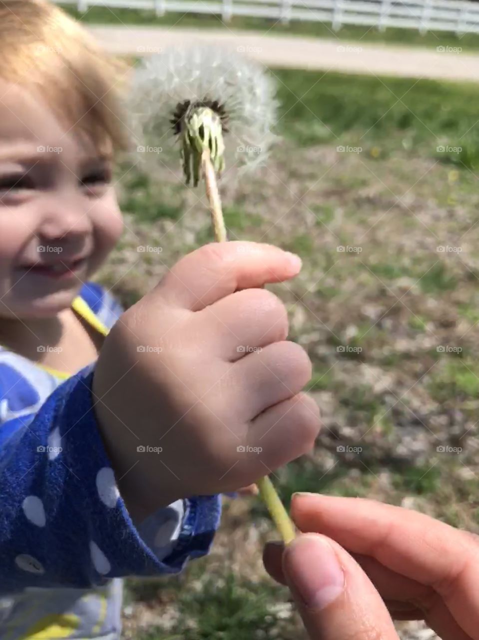 Toddler girl with dandelion 
