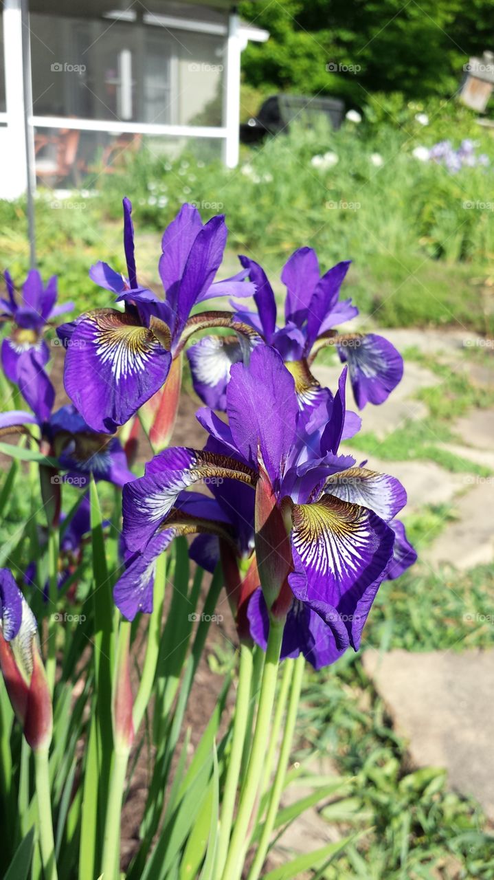 Japanese Iris