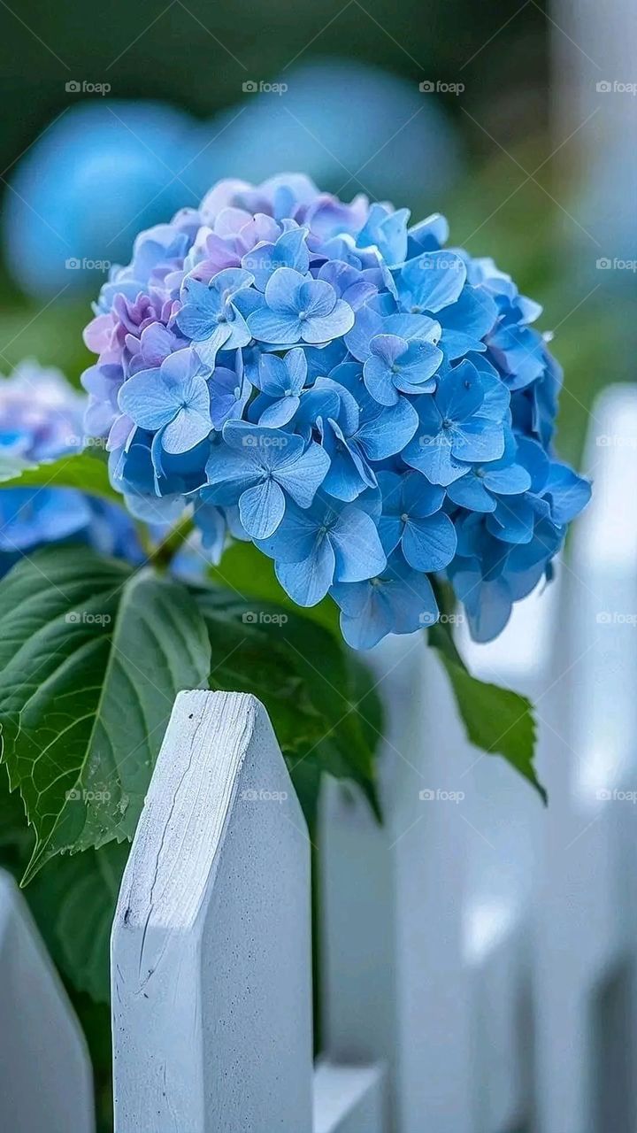 A very beautiful picture, and there is no better picture than it. There is no better picture of green herbs and colorful, red and white roses than it. Glory be to God, the natural and picturesque view, and there is no more