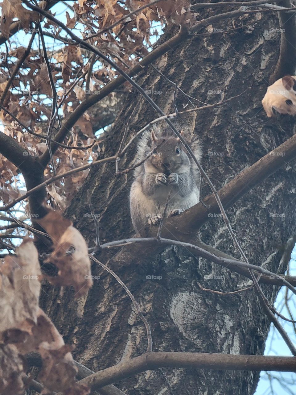 Photo of the year Squirrel in tree