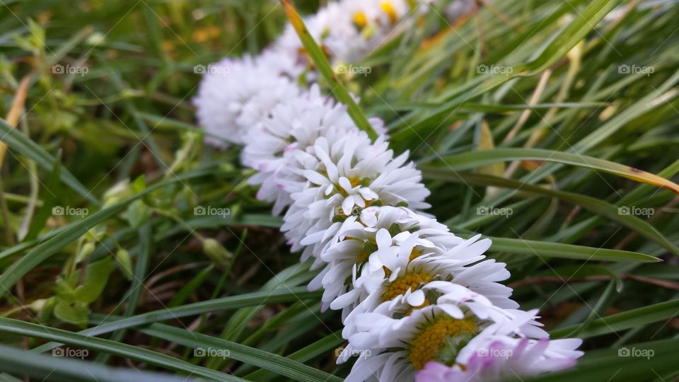 Power of flowers🌹🍃