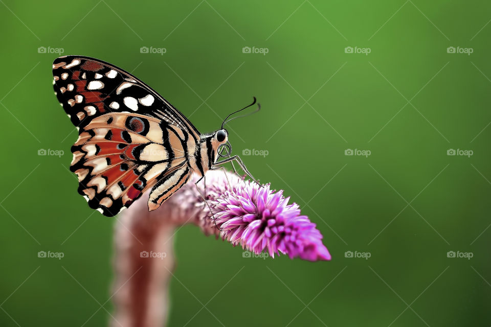 Butterfly on the flower