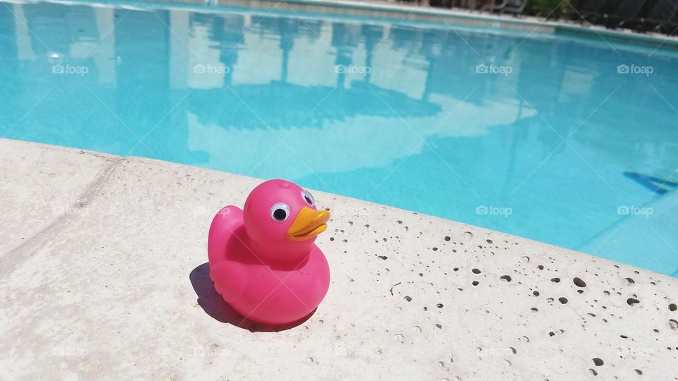 Pink duck