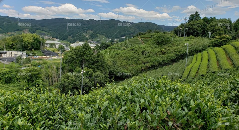 Green Tea Hills - Wazuka Japan