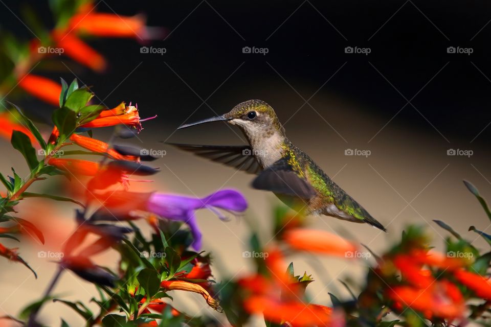 hummingbird
