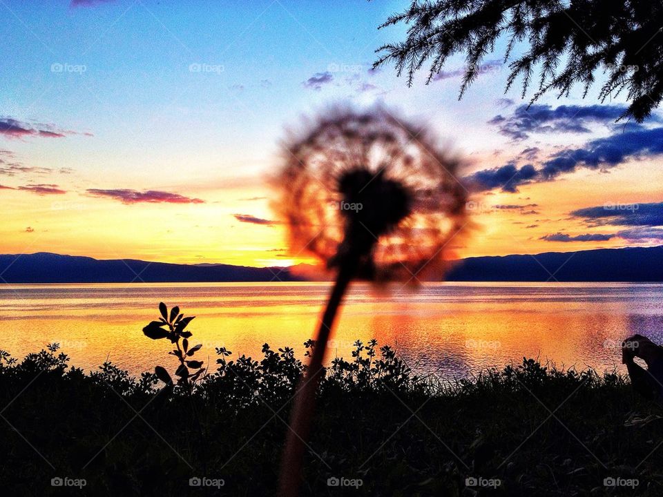 Close-up of flower in sunset