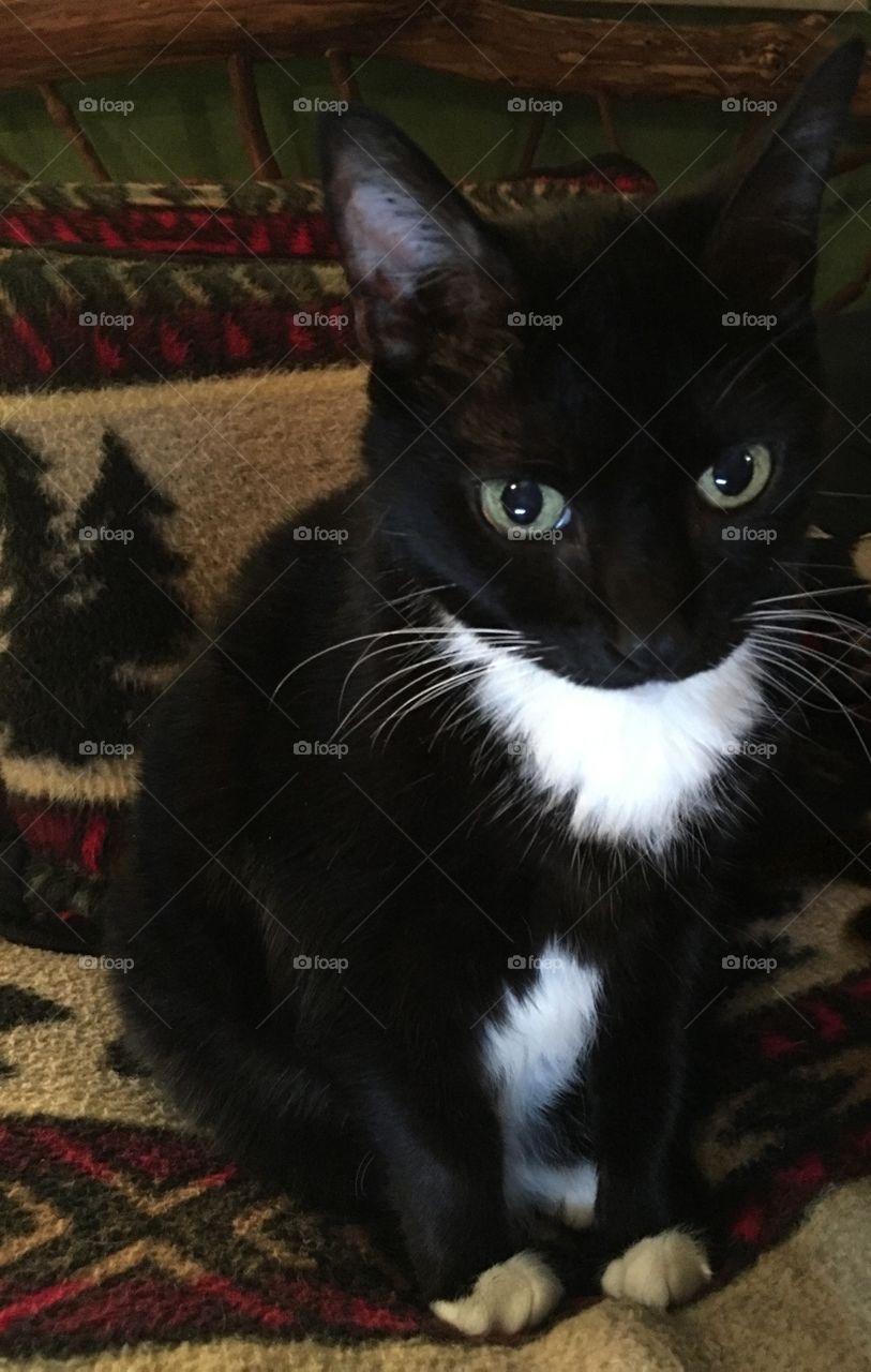 Cat, Mammal, Pet, Kitten, Cute