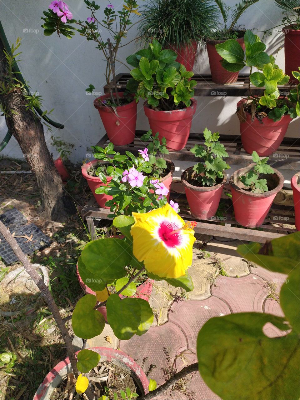 Our planet is faced with the toughest times at present for several reasons both natural and man-made. On the other hand nature is at its best with the treasure of all its colours coming out everywhere