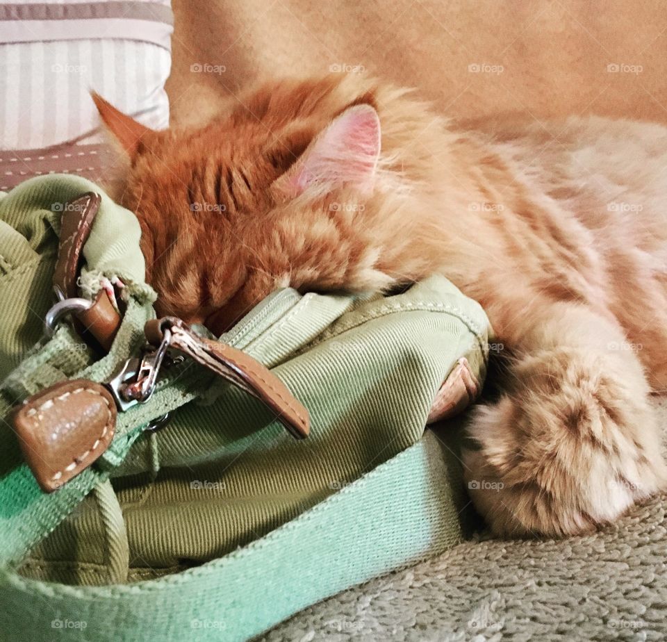Leo napping in the purse