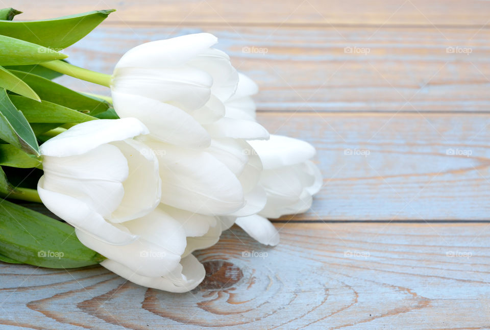 white tulips on a empty wooden  copy space background