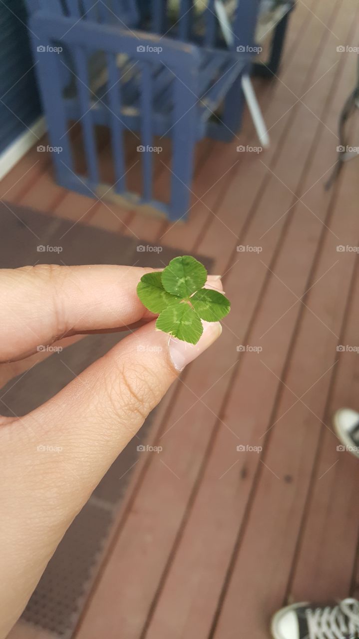 My Lucky Clover