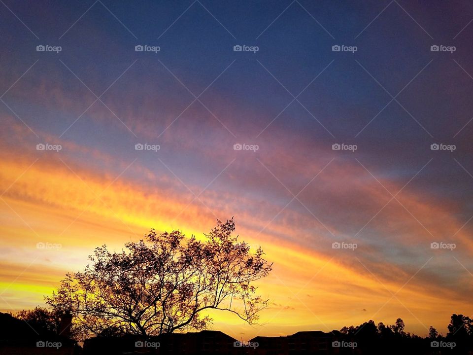 Sunset Horizon over Tree