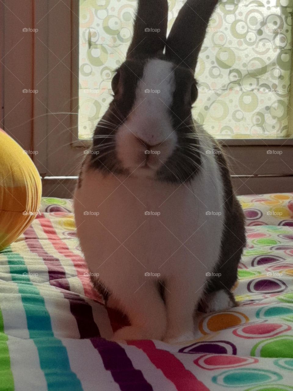 Cute rabbit pet photo :)