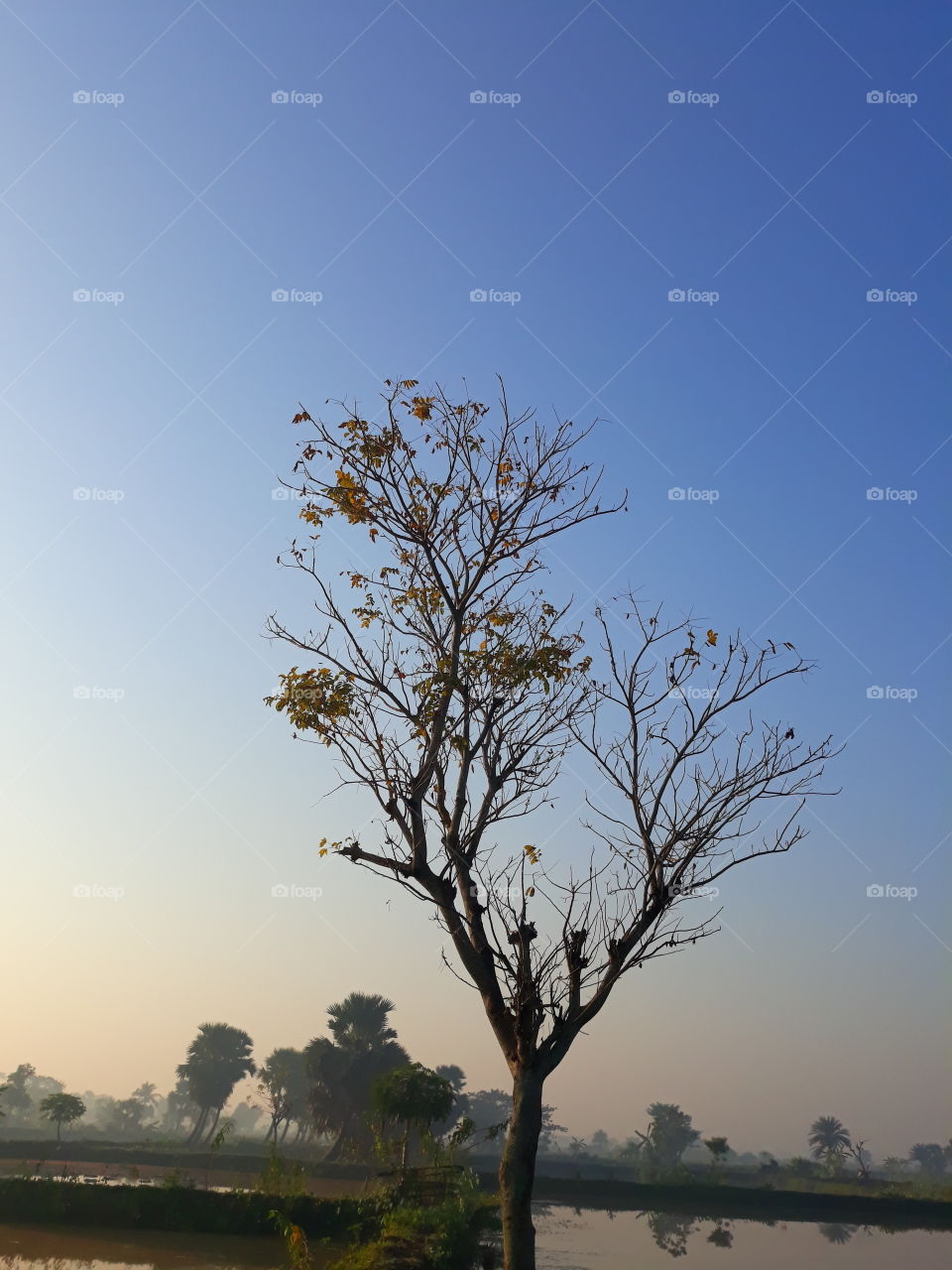 tree