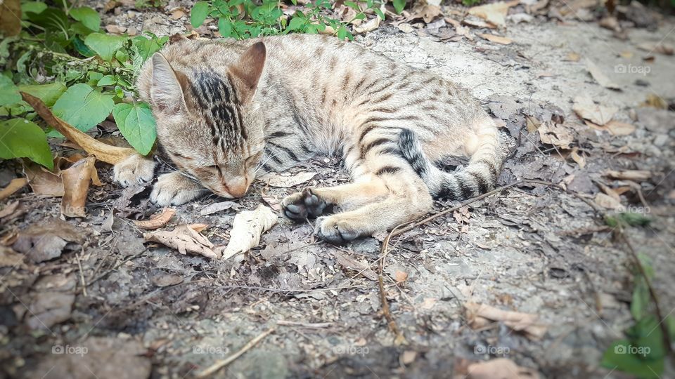 cat sleeping peacefully on the ground.
This was a very cute cat.  But it has left this world just a few days ago.