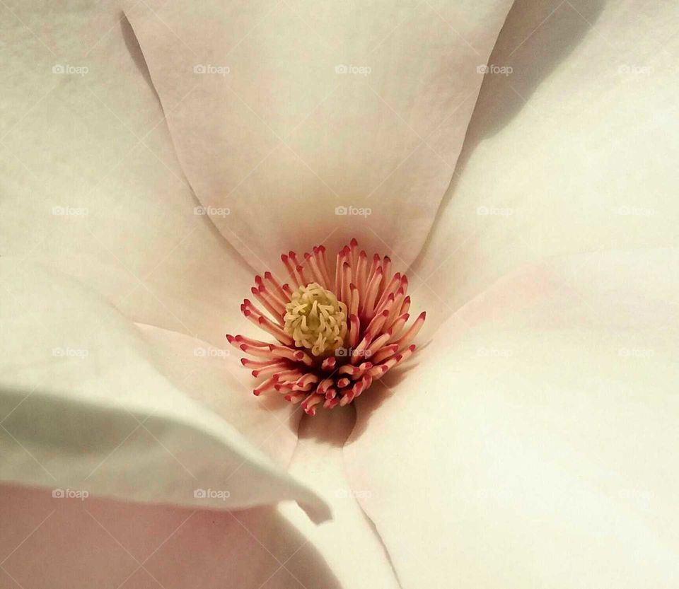 magnolia close-up