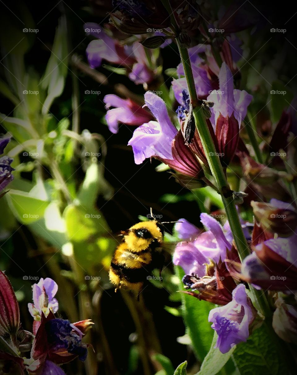 Bumblebee in flight 