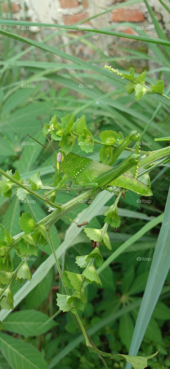 The green steamed locust is a species of steamed locust belonging to the genus Atractomorpha.