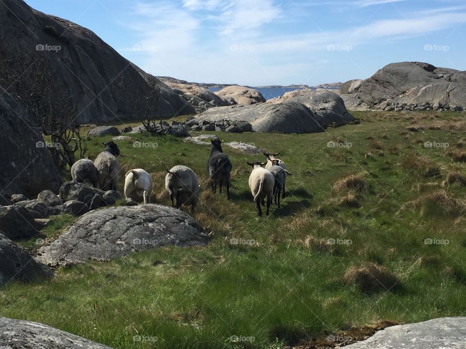 Sheep by the sea