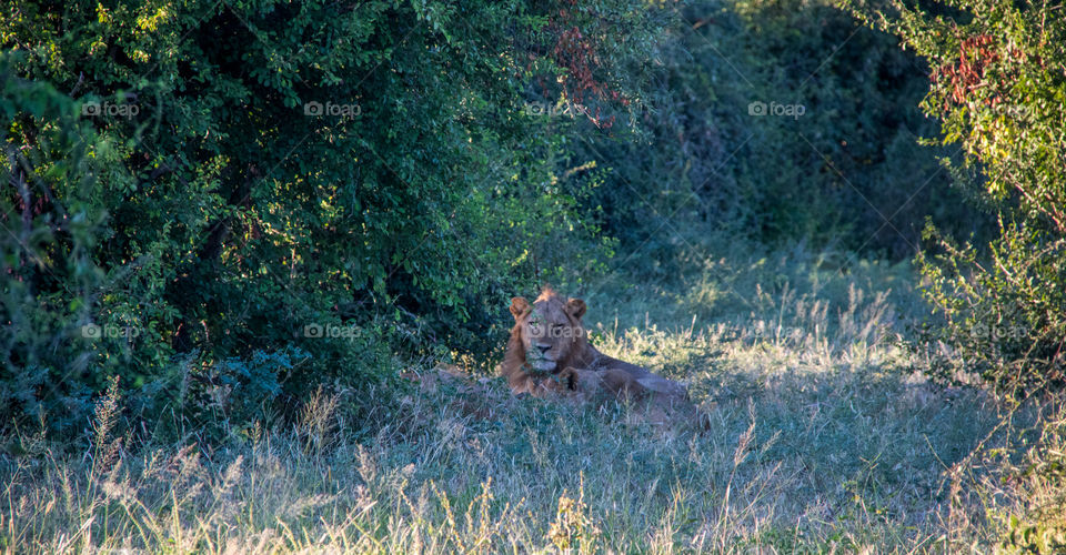 Lions 