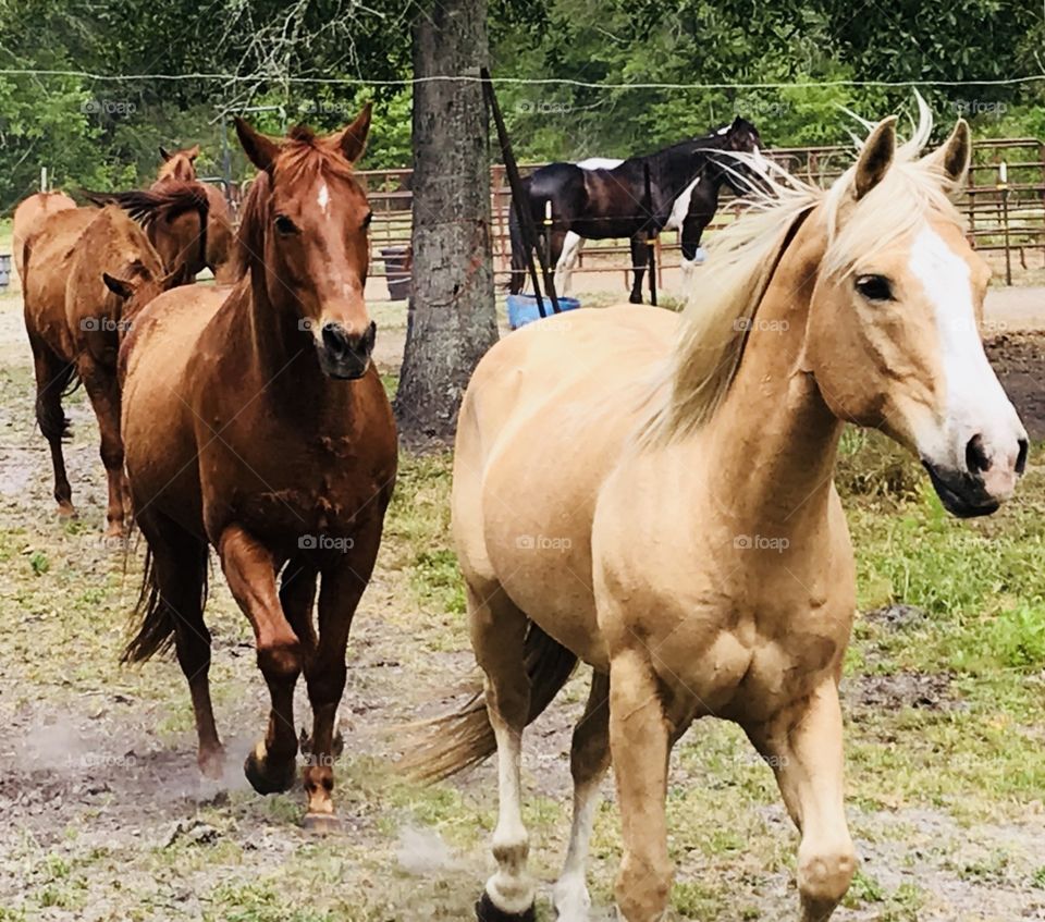 Wrangler leading the herd on a game of follow the leader in the South Georgia woods. 