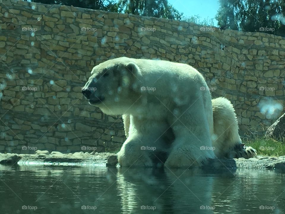 Polar bear 