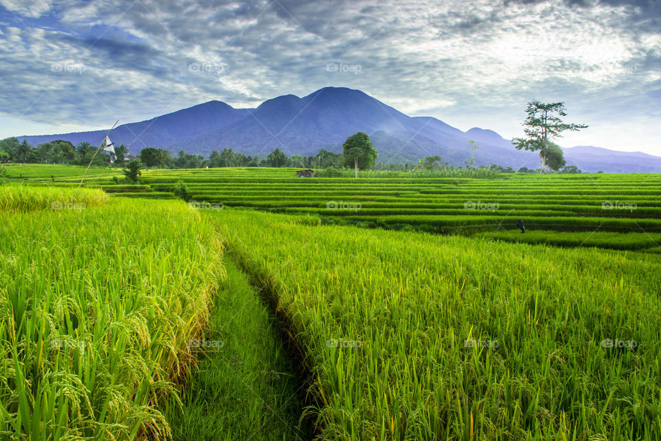 green paddy fields in the morning