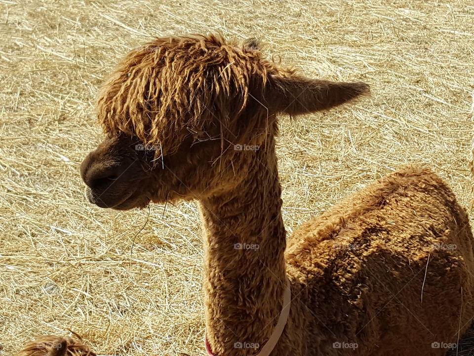 Close-up of alpacas