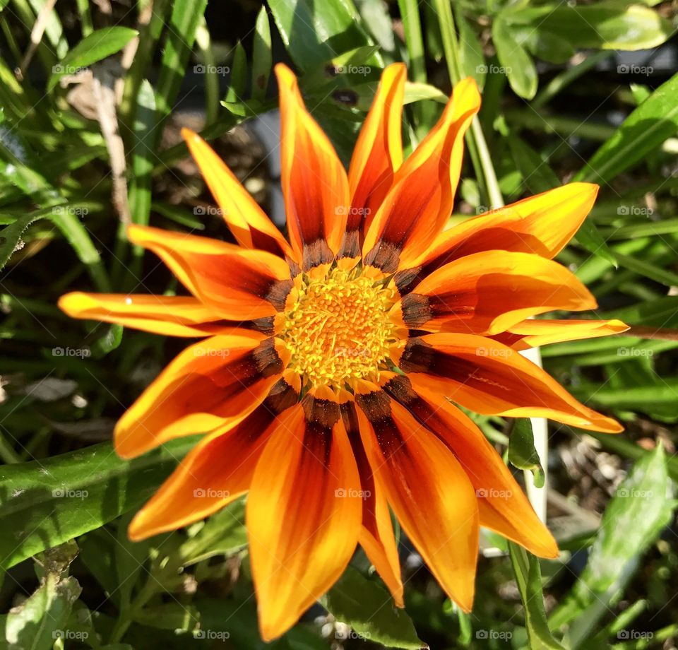 Orange & Yellow Flower