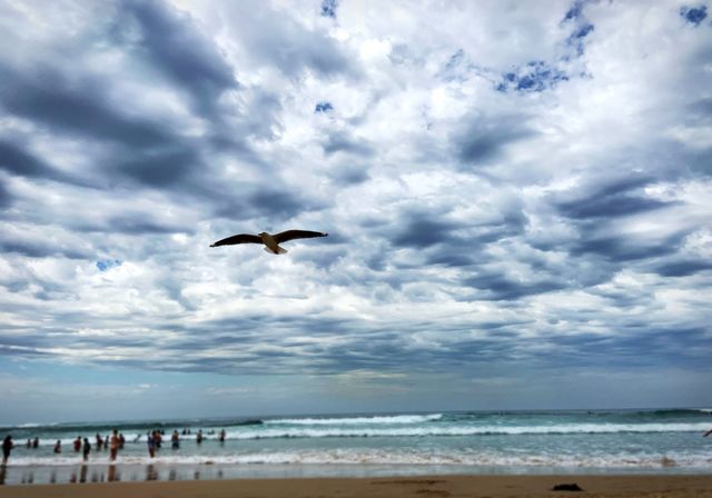 Birds flying low over soldiers beach, central coast. 