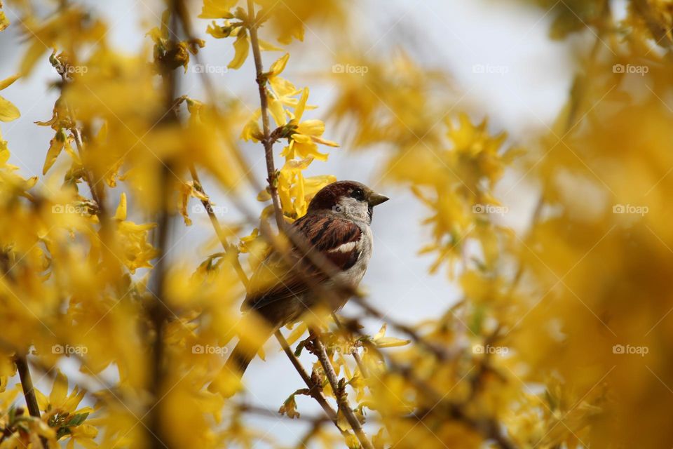 sparrow at the tree at yellow blooming