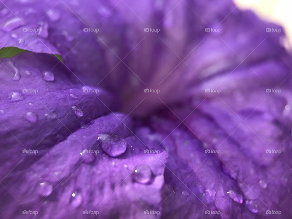 Felling fresh with my favorite color purple especilly when the got som rain then sunlight per this photo.