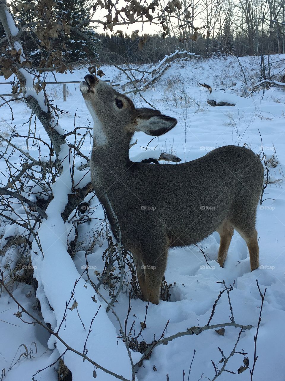Mule deer feeding 
