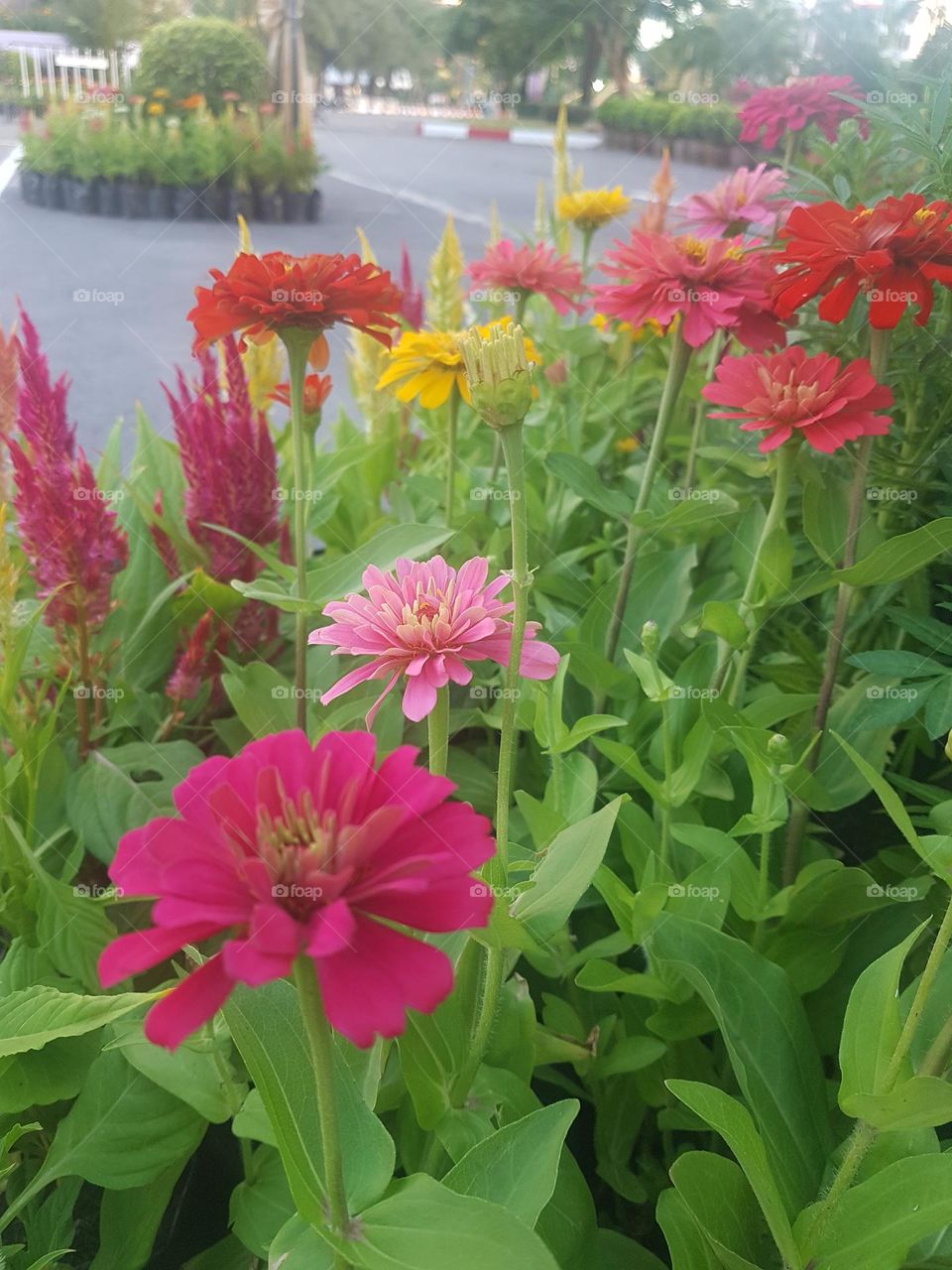Zinnia  View