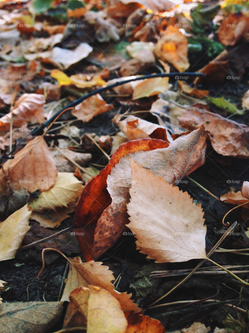 Colorful autumn leaves