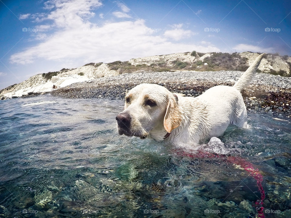 Doggy swim