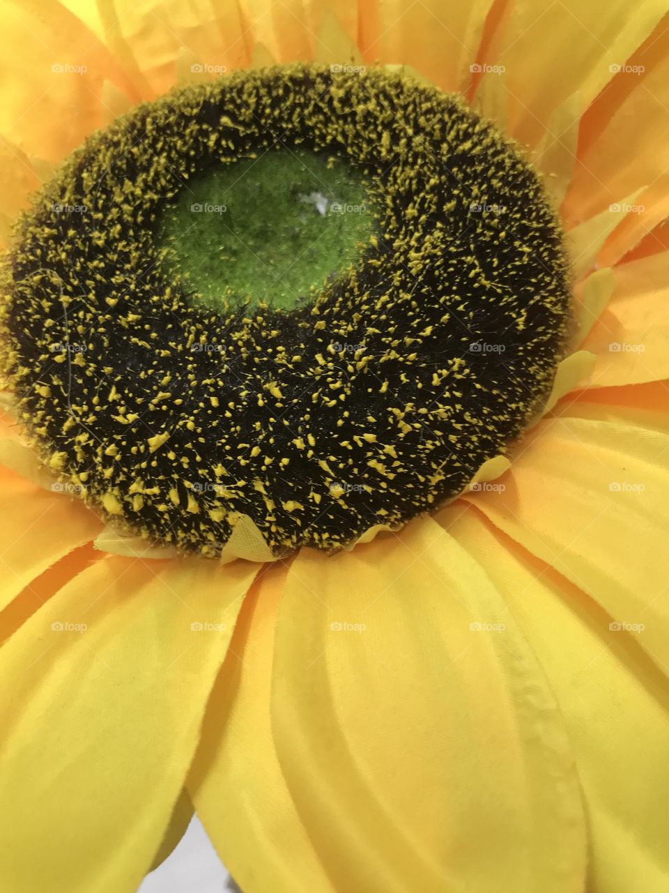 Floral background,sunflower 