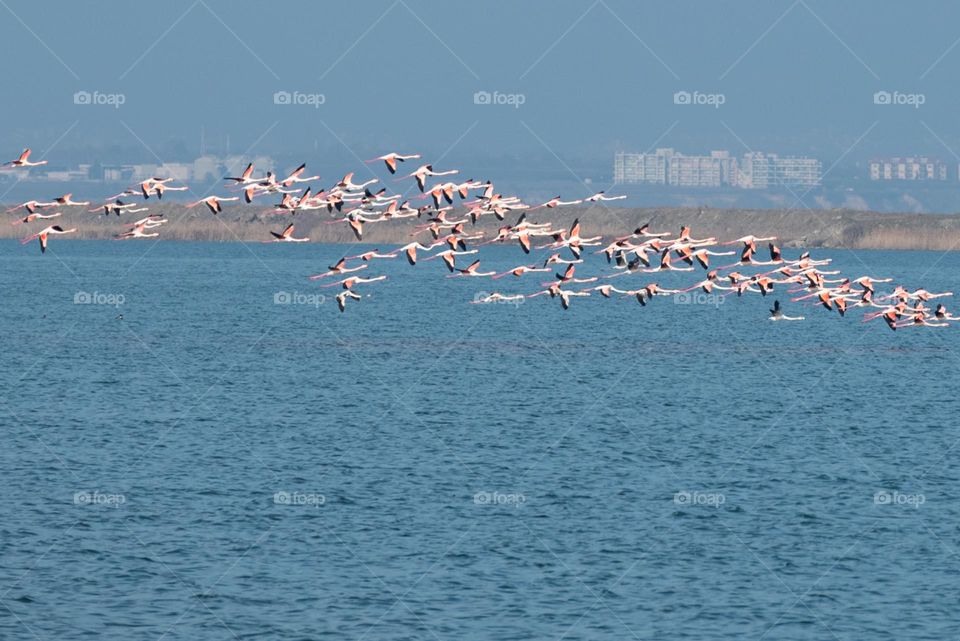 Flying Flamingo