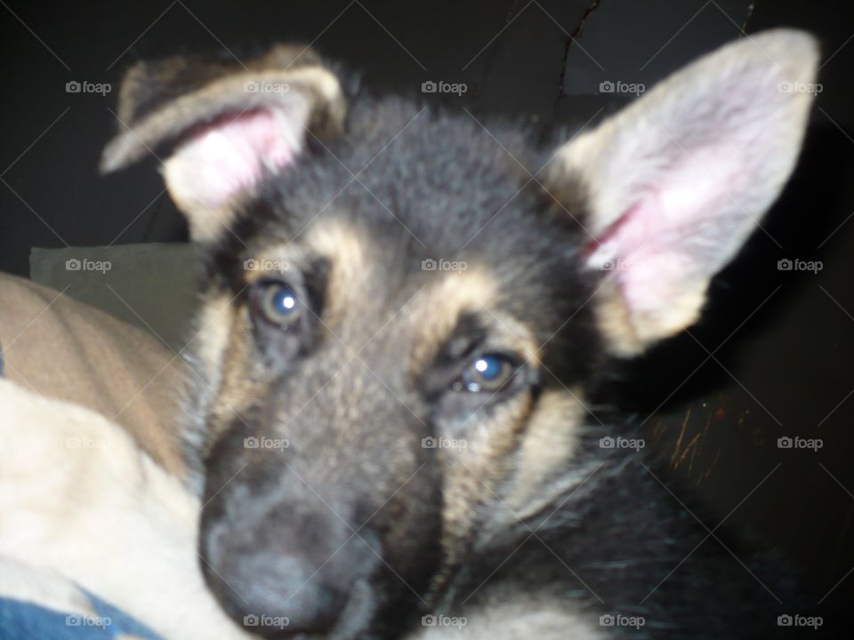 German Shepherd 