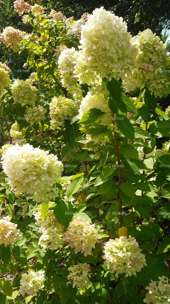 Flower, Nature, Leaf, Flora, Garden