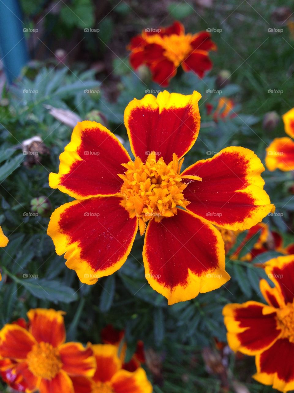 Marigold. Colors in my garden