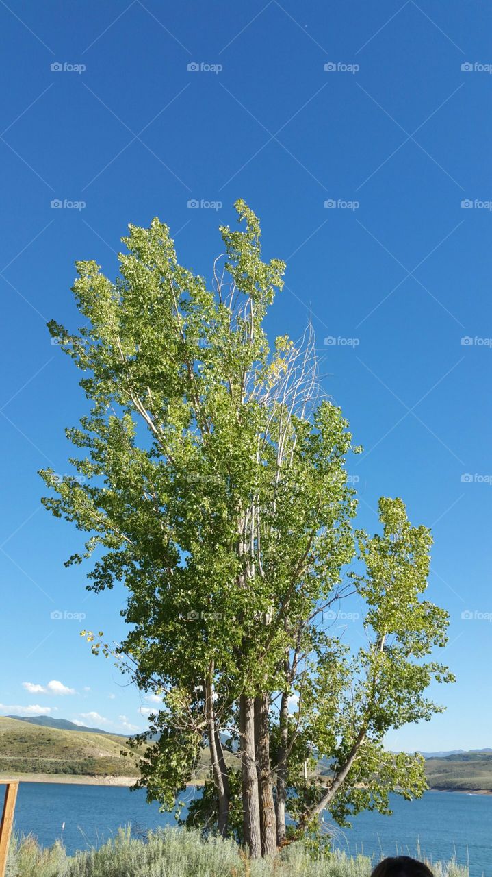 tree and sky