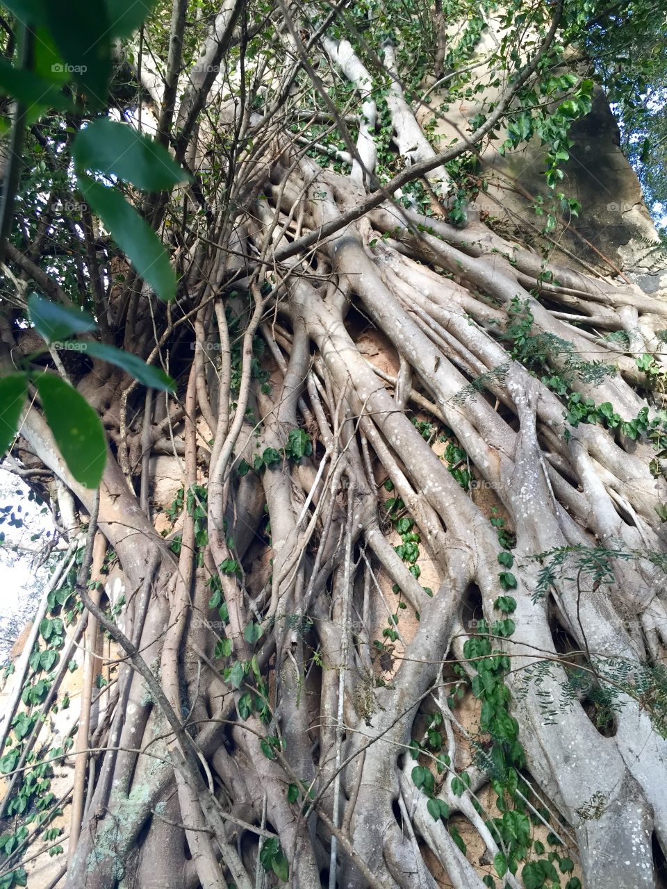 Tree, Nature, Root, Wood, Leaf