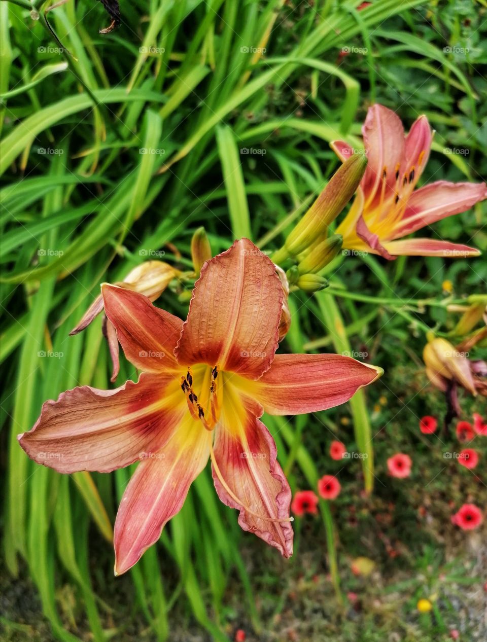 Beautiful summer flowers.