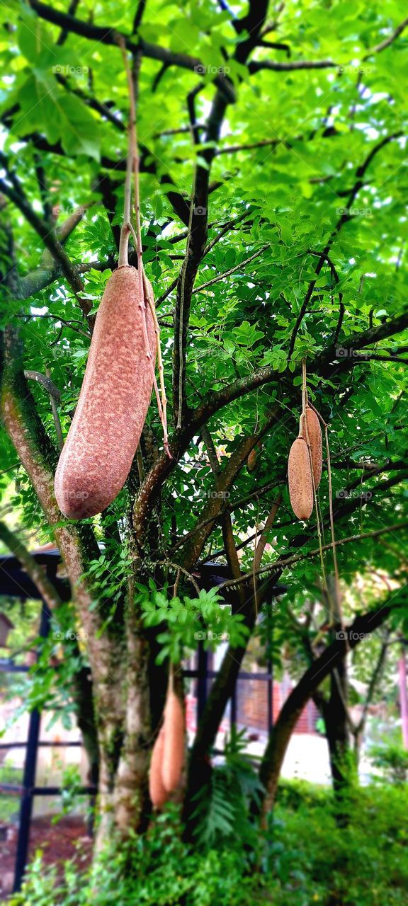 tree fruit