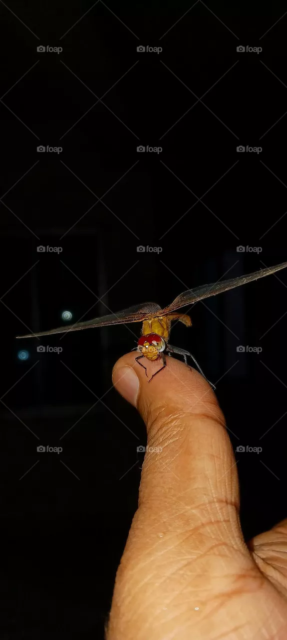 Dragonfly Insect