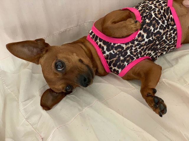 cute pet