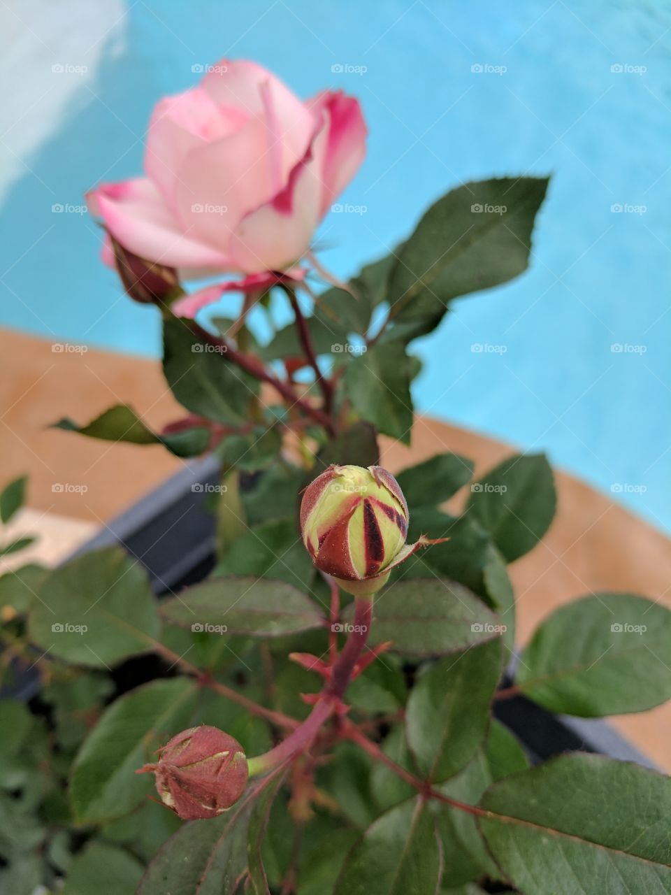 Rosebud and Bloom