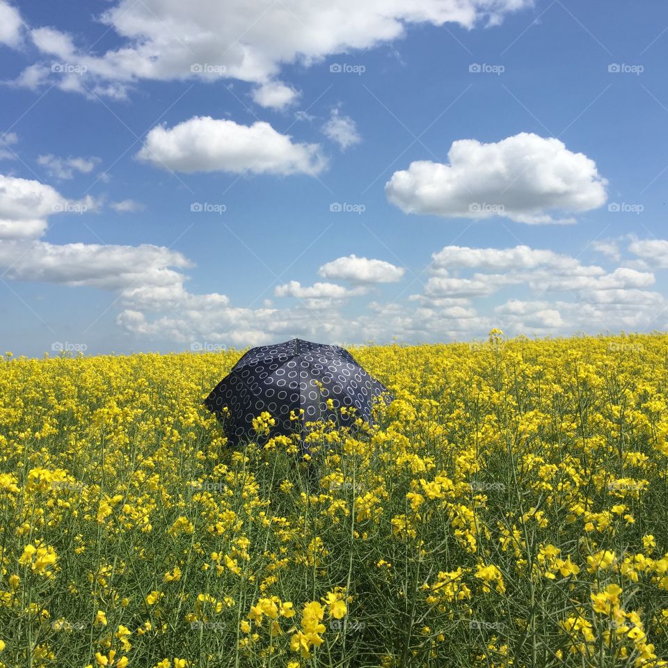 Field, Landscape, Agriculture, Flower, No Person